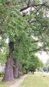 Gretna (7)
