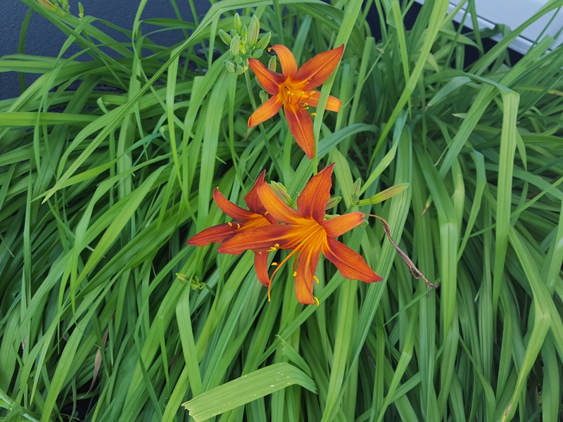 day-lily
