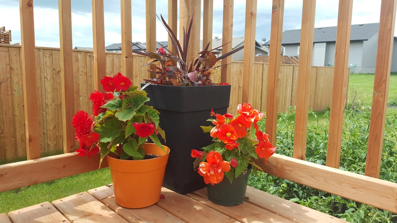Begonia