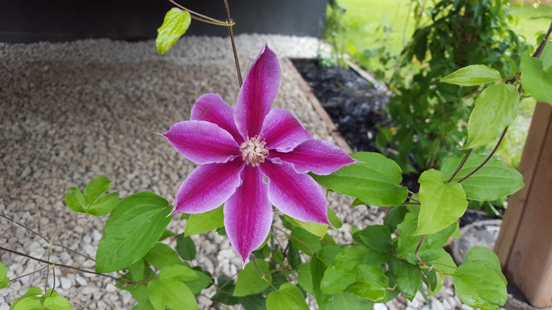 Clematis