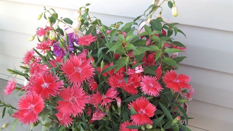Dianthus