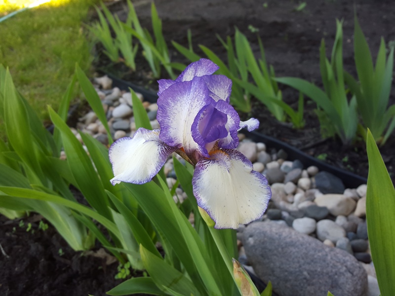 iris