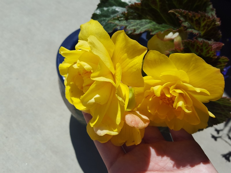 yellow begonia (1)