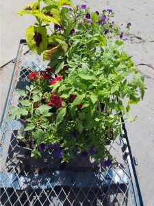 Garden 2017 (2)