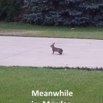 Meanwhile in Morden