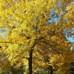 FALL in love