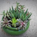 Succulent garden