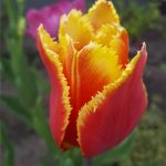 Busy May